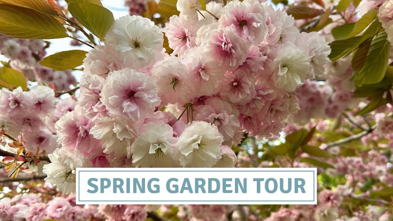 Tulip Garden Tour, Blooms & Blossom & What I’ll Do Differently Next Year // Cottoverdi