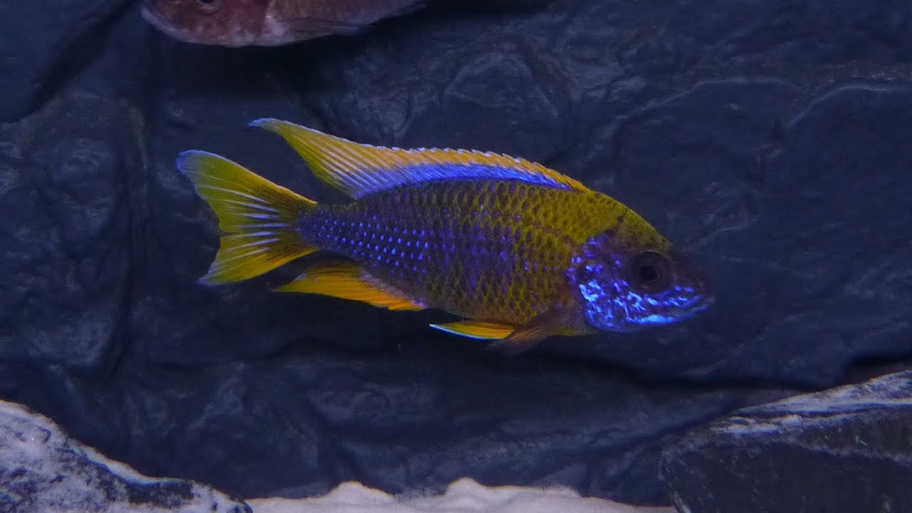 Aulonocara Lwanda Hai Reef F1