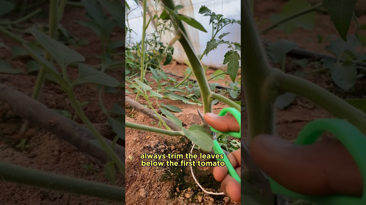 Tomato planting tips #garden #garderningtips #tomatoplants #gardening #garding #gardenplants #viral