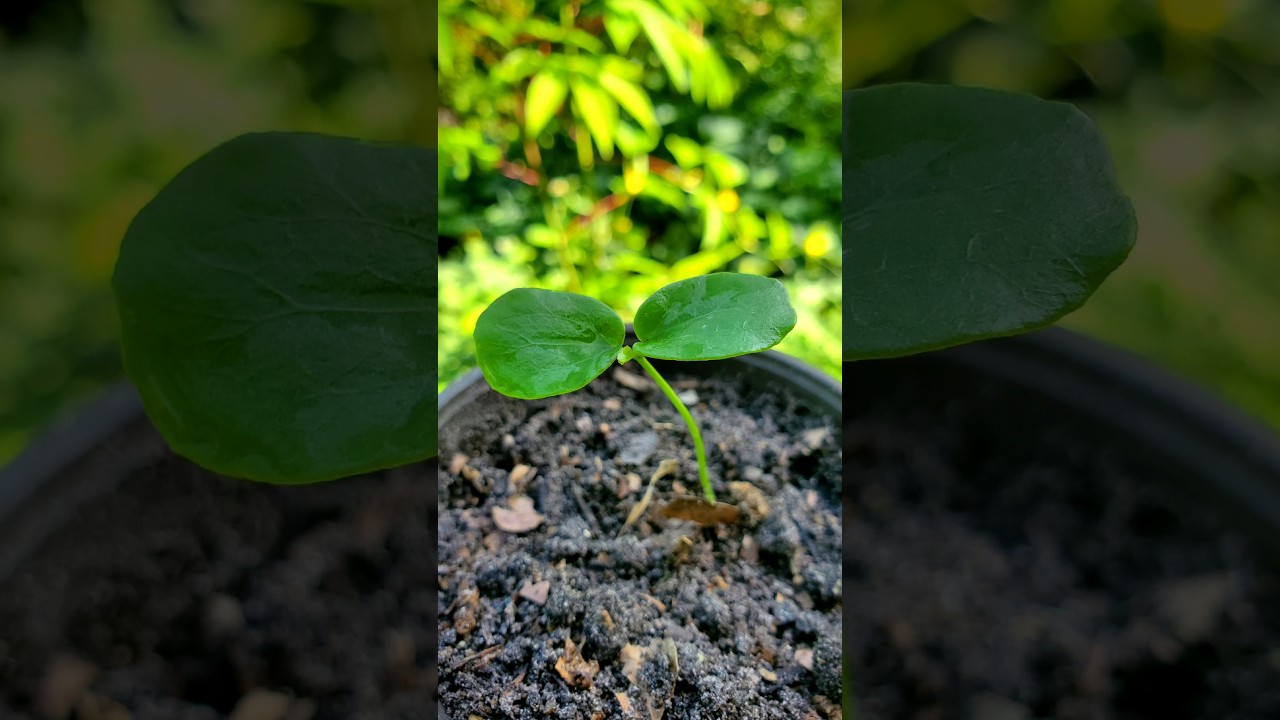 Growing Passion Fruit from Seed 💚🌱#organic #fruit #seeds #planting