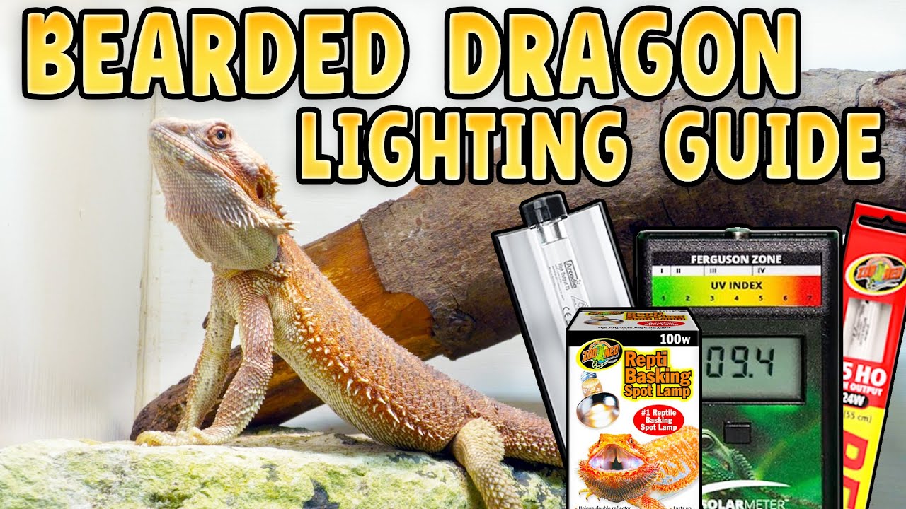 Complete Guide to Bearded Dragon Lighting!