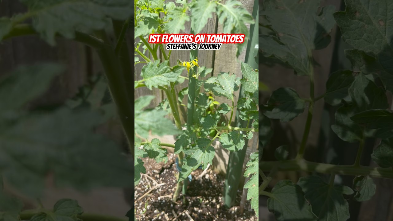 Tomatoes Have Started To Flower | Urban Garden| Zone 8A GA || Steffanie’s Journey