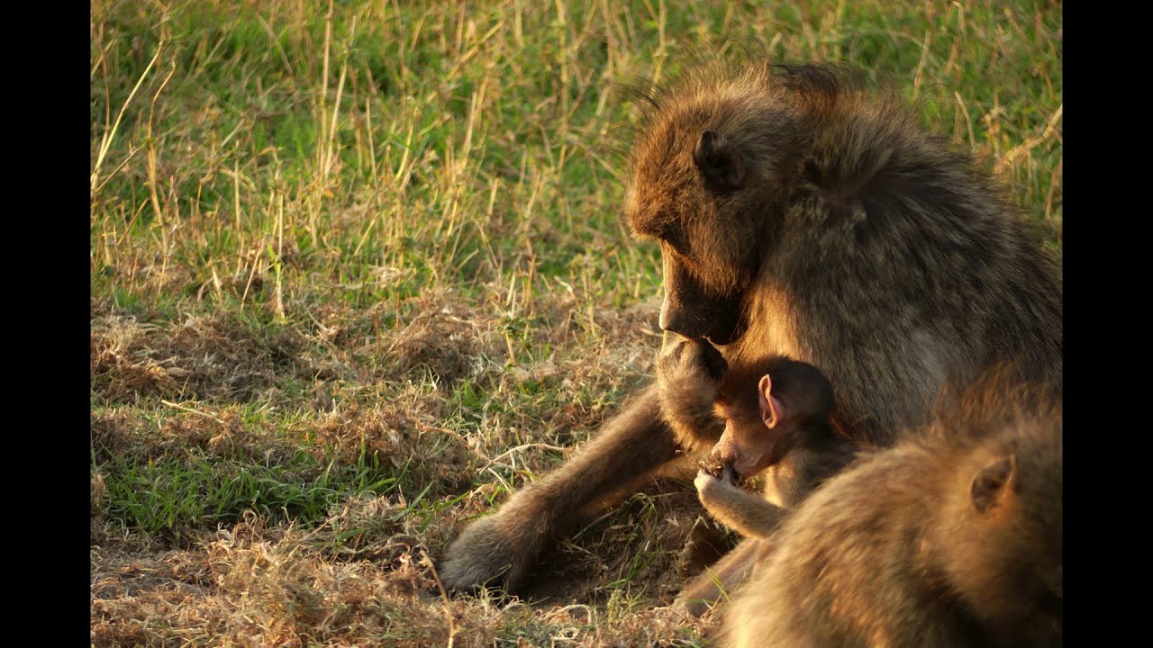 Les coulisses 10 - Savuti et Chobe