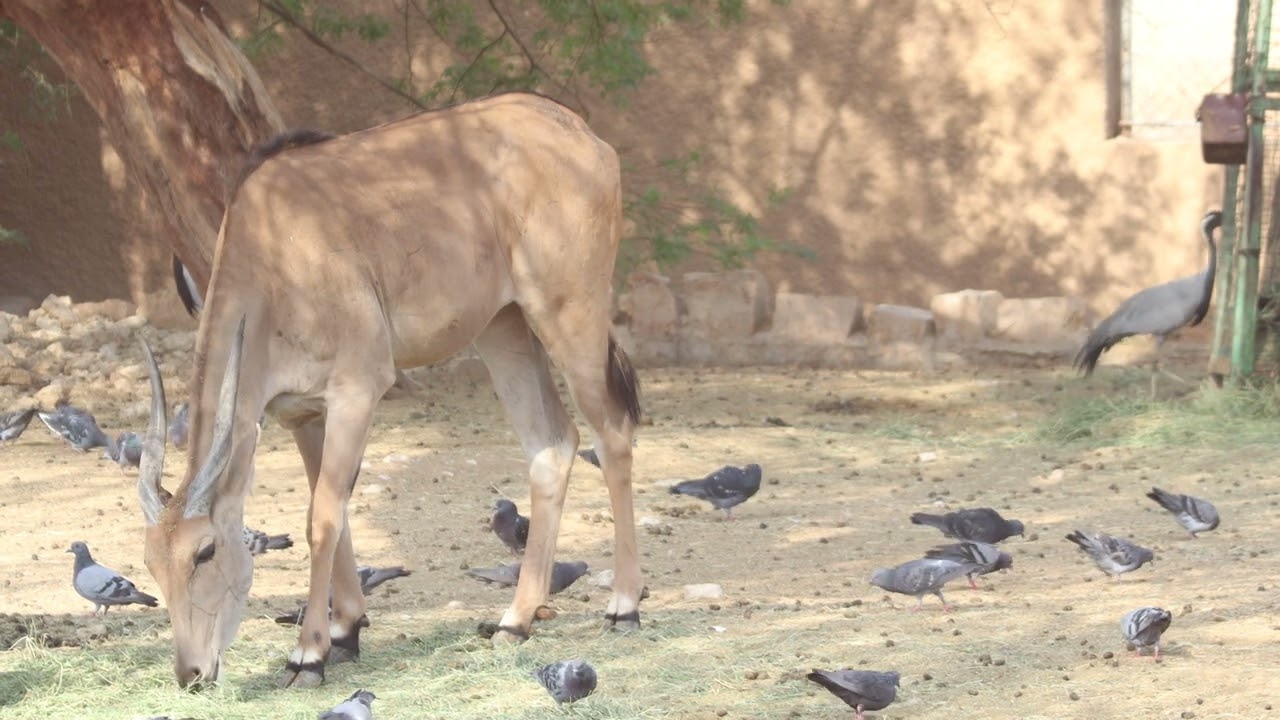 Animals of the world | 7 | Common Eland | Eland antelope