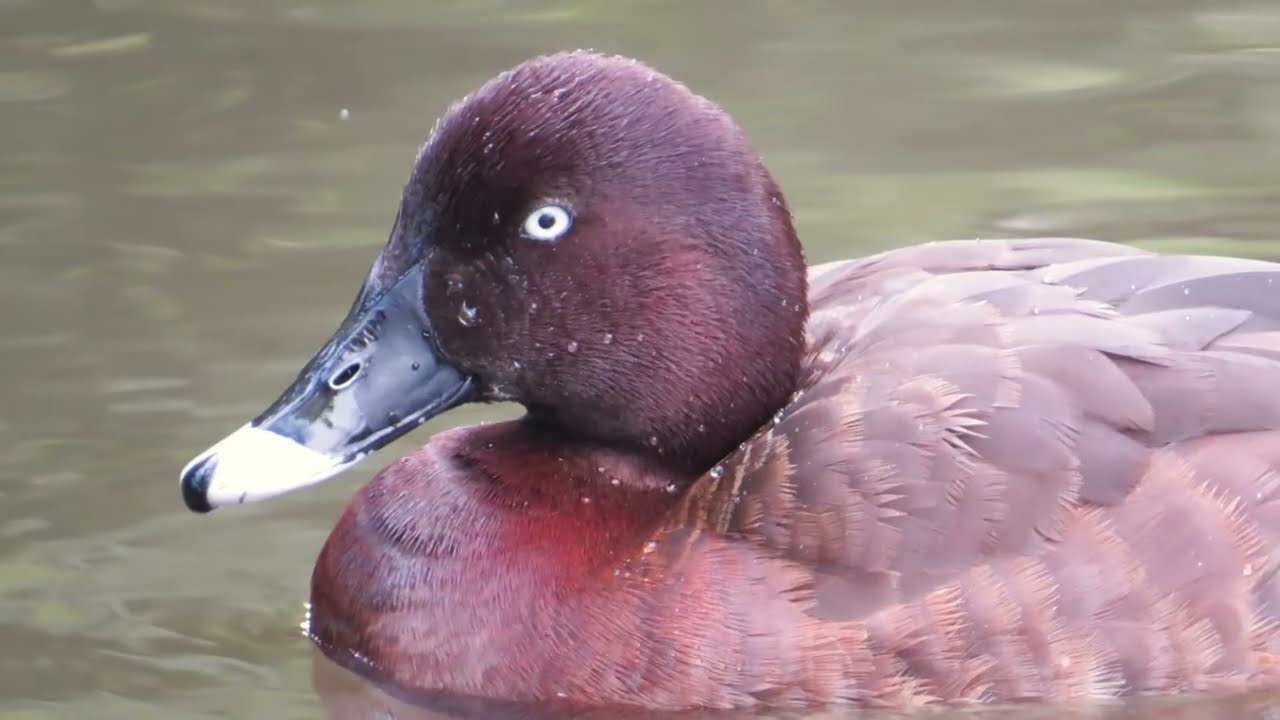 HARDHEAD DUCK- males foraging