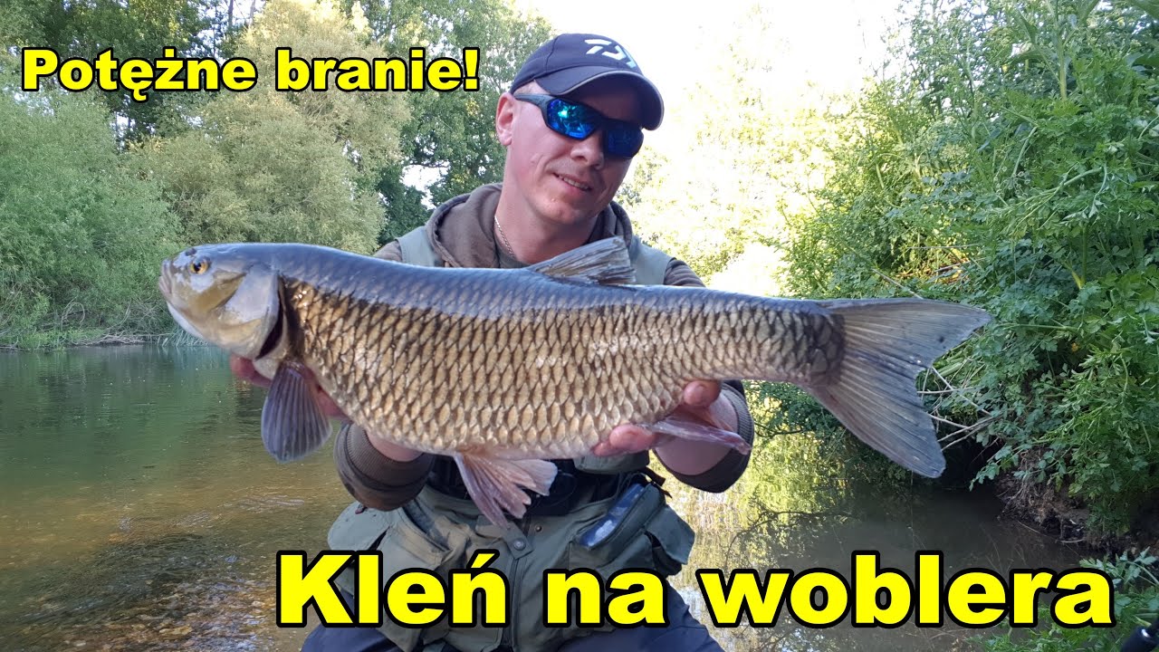 Kleń 59cm na spinning/ Chub 59cm on lure