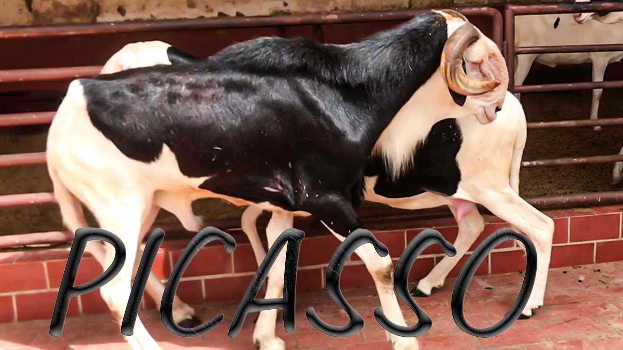 WAX TANN AK BERGERIE SIRAKHATOU