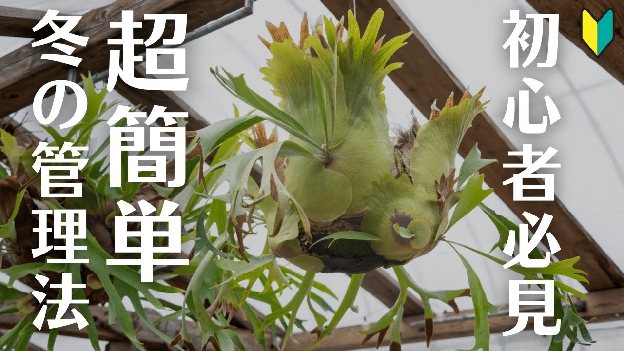 【ビカクシダ】知らないと損１年目の冬越しで枯らさない方法