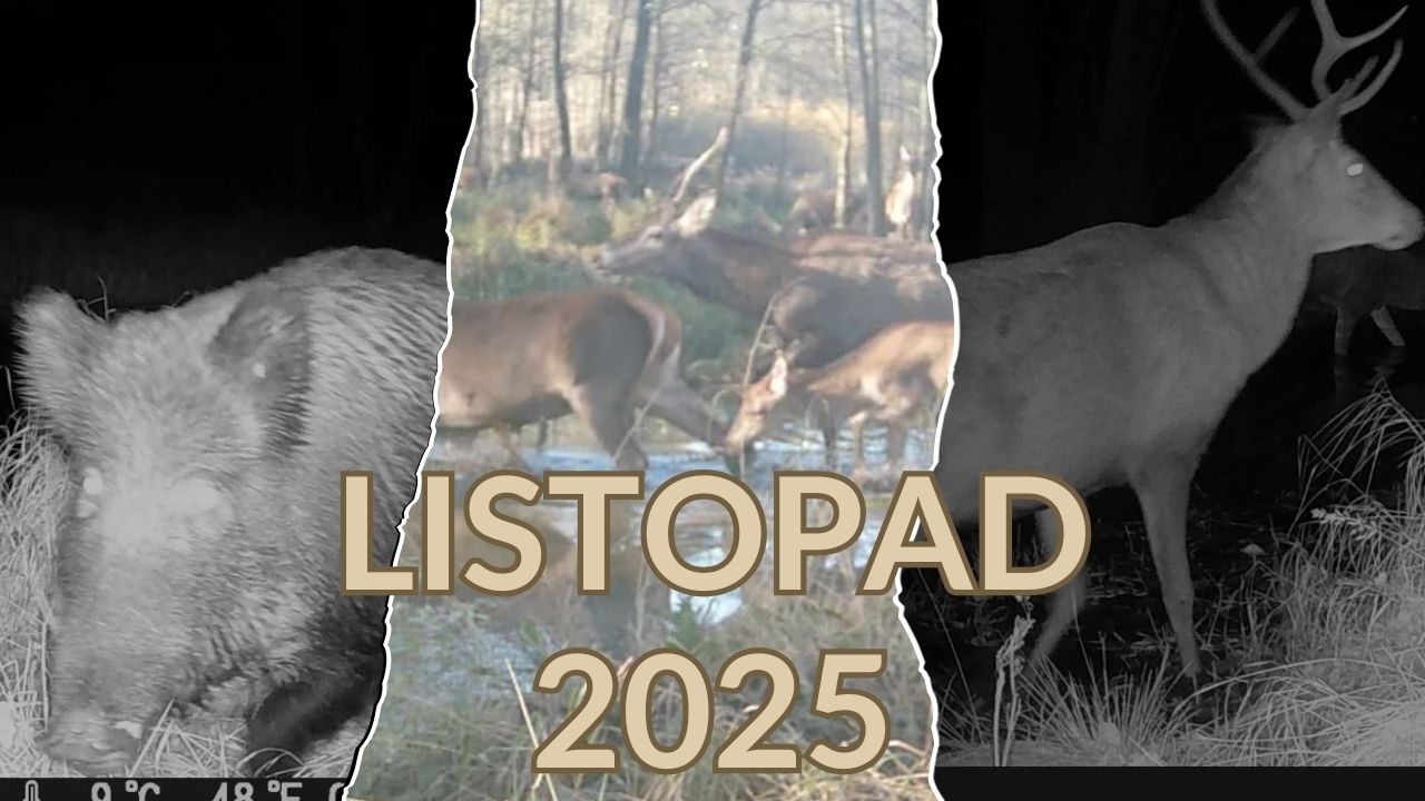 Las Żwakowski - listopad 2025 | #tychy #trailcam #fotopułapka #dziki #jelenie #sarna