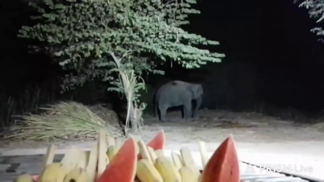 รอบ 3 ค่ะ #มีผลไม้5=200คะเเนนค่ะ 🙏❤🙏🐘