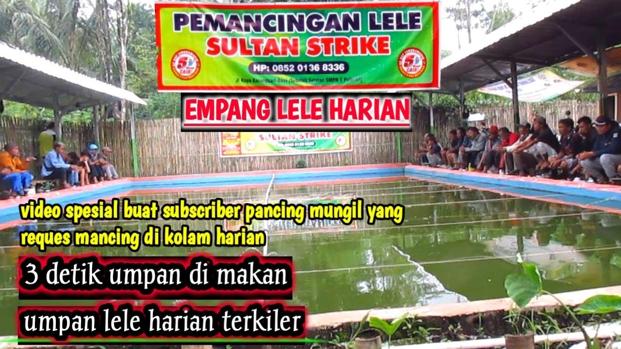 Mancing LELE HARIAN pakai umpan ini di jamin anti zong