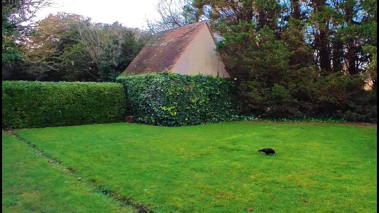 Noisy Tree Crow Isn't Sure About Nut Throwing Human / Care Home Crows.