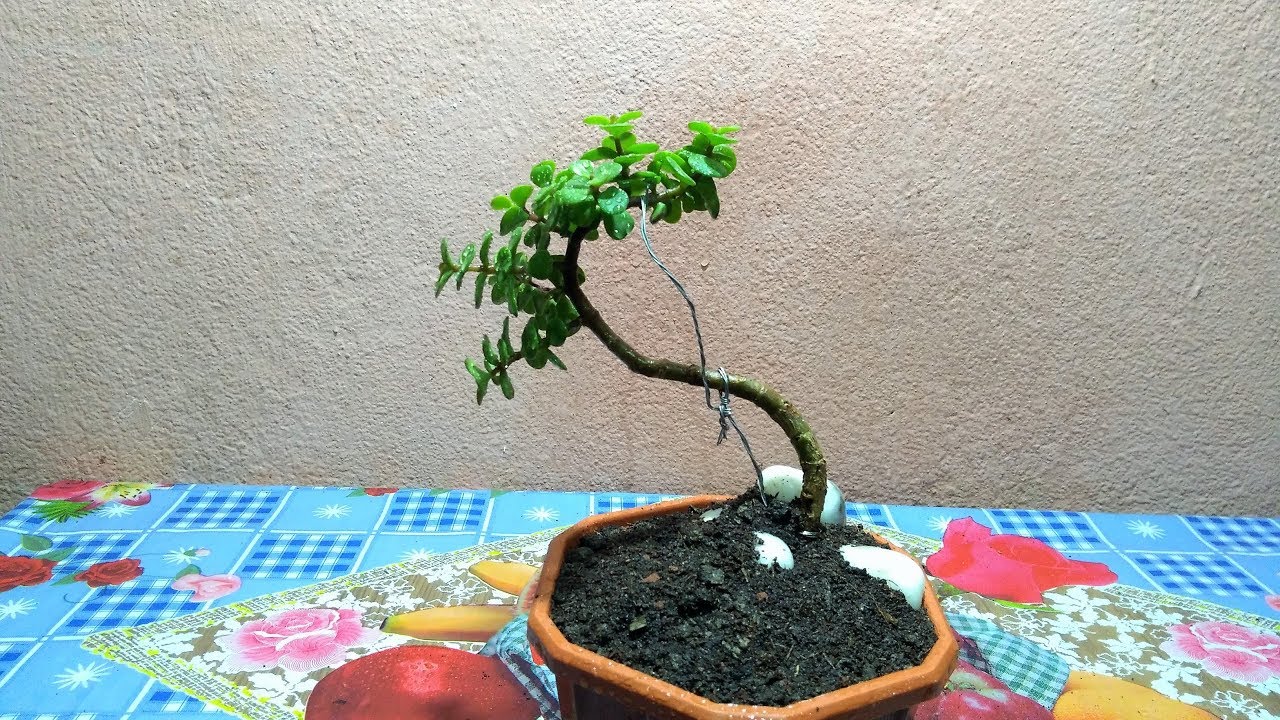 How To Make Jade Plant Bonsai || Bonsai For Beginners