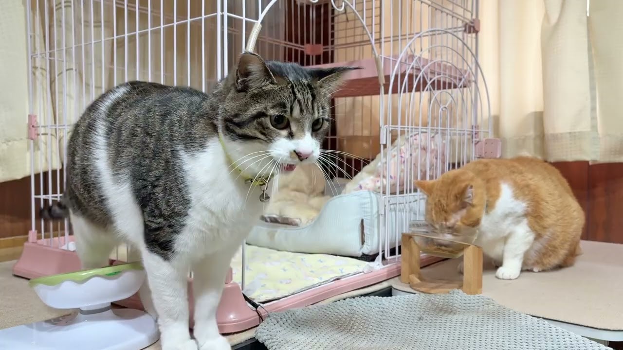 なかよし猫さんたちの朝ごはん【26年1月31日その1】