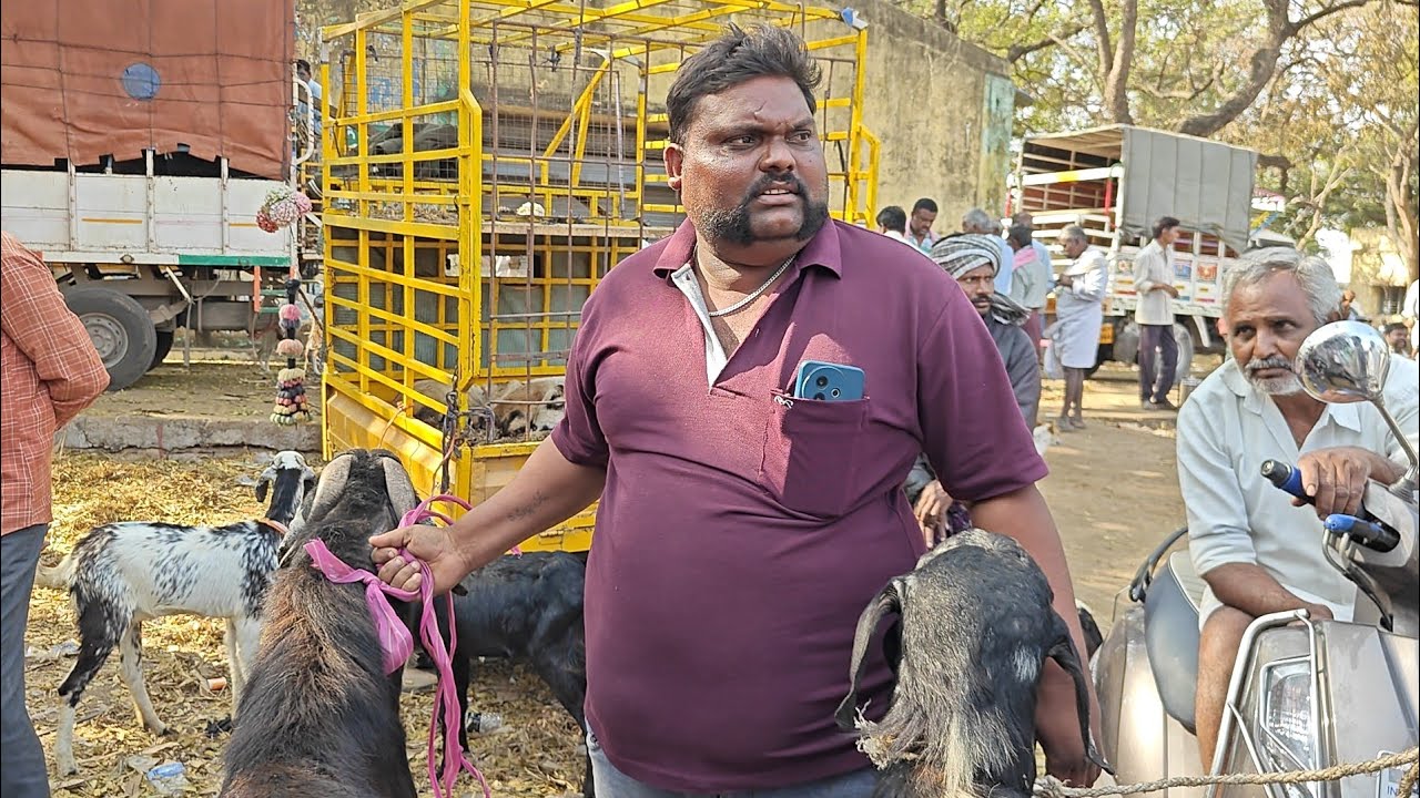 కదిరి మార్కెట్ యార్డ్ లో ప్రతి మంగళవారం గొర్రెల మేకల సంత (పార్ట్ 1) జరుగుతుంది 27.1.2026