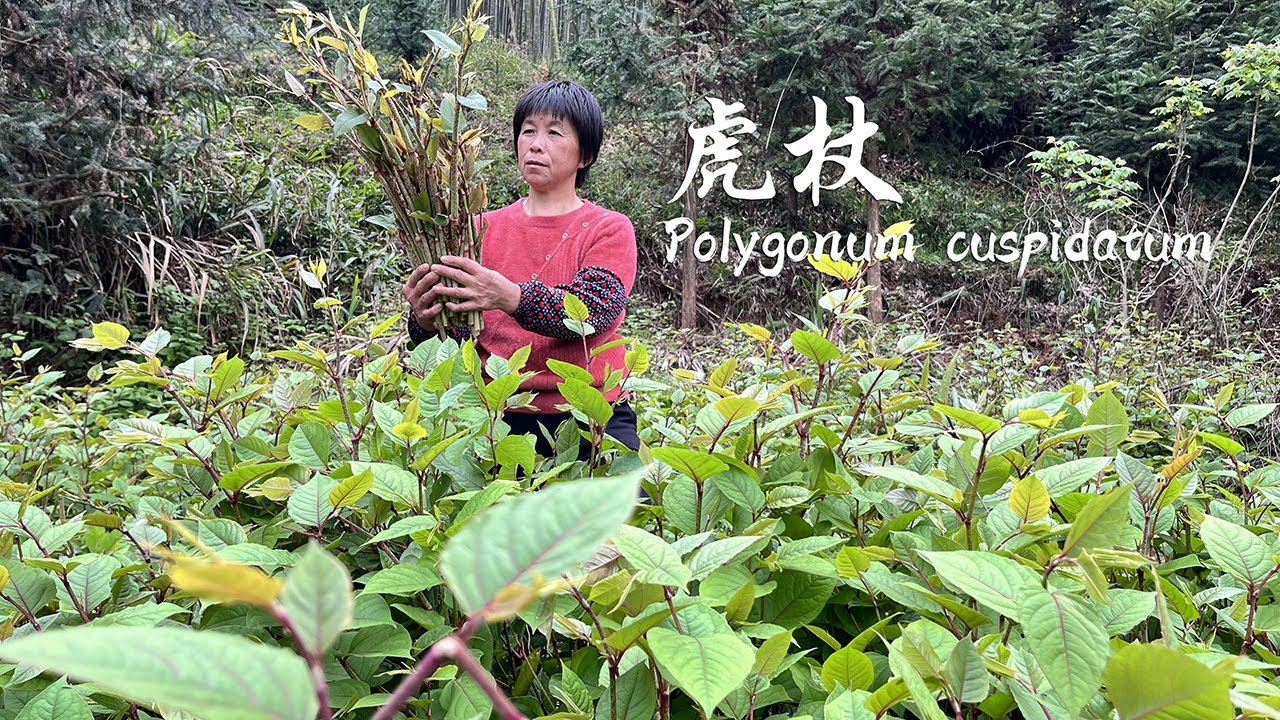 Горец по горам, острое, кислое и свежее!