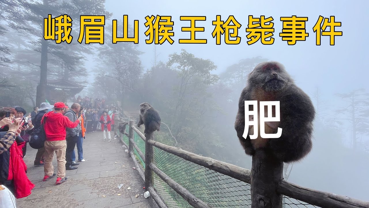 峨眉山猴王枪毙事件怎么回事？臭名昭著是有原因的！看完就明白了