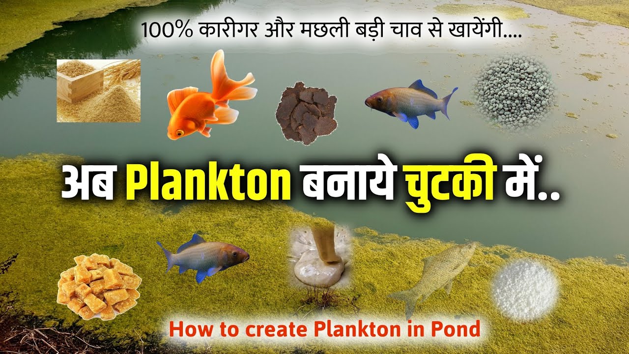Plankton को तालाब में कैसे बनाते है 🐟 | How to create Plankton in fish Pond 👌| Fish Farming Buisness