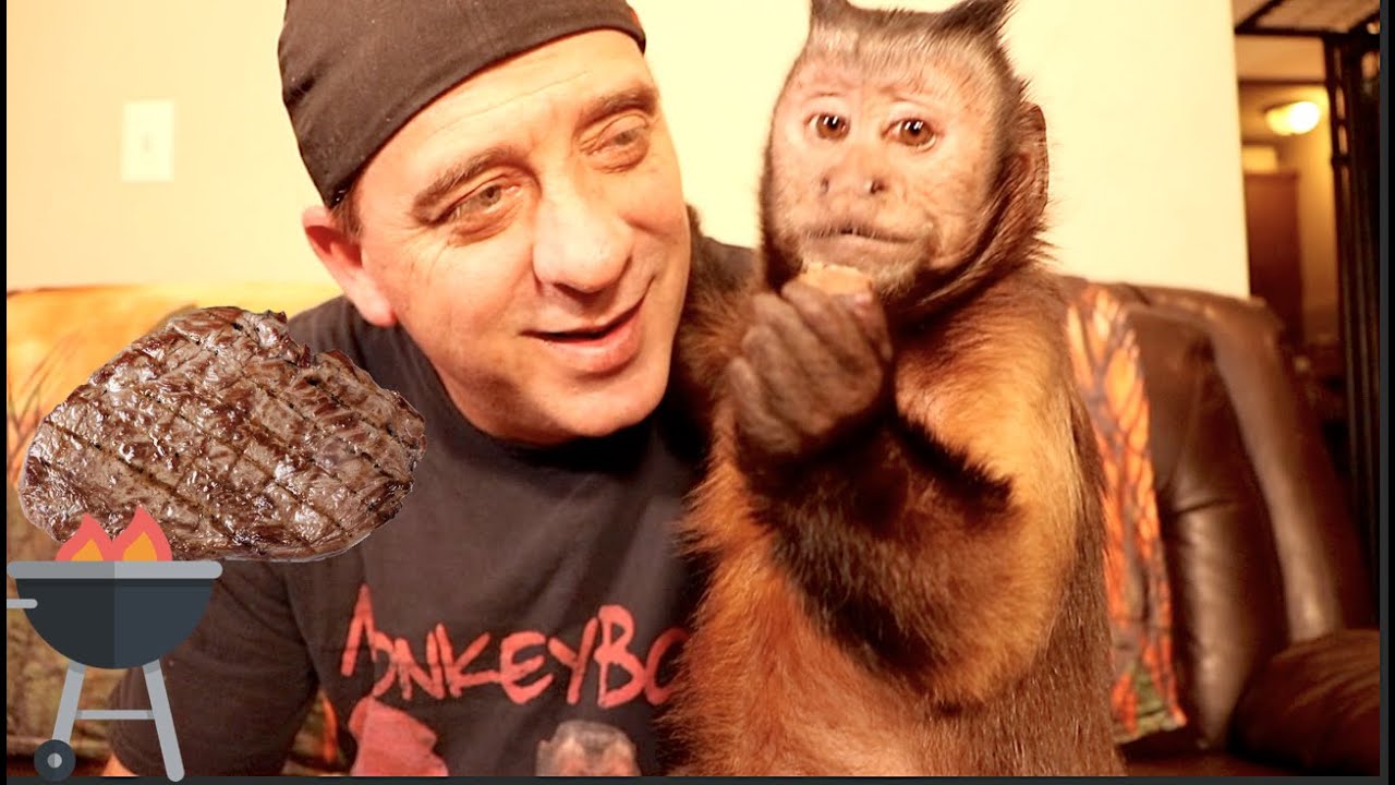 Capuchin Monkey Eats A Steak! #MonkeyMondays #HappyLaborDay