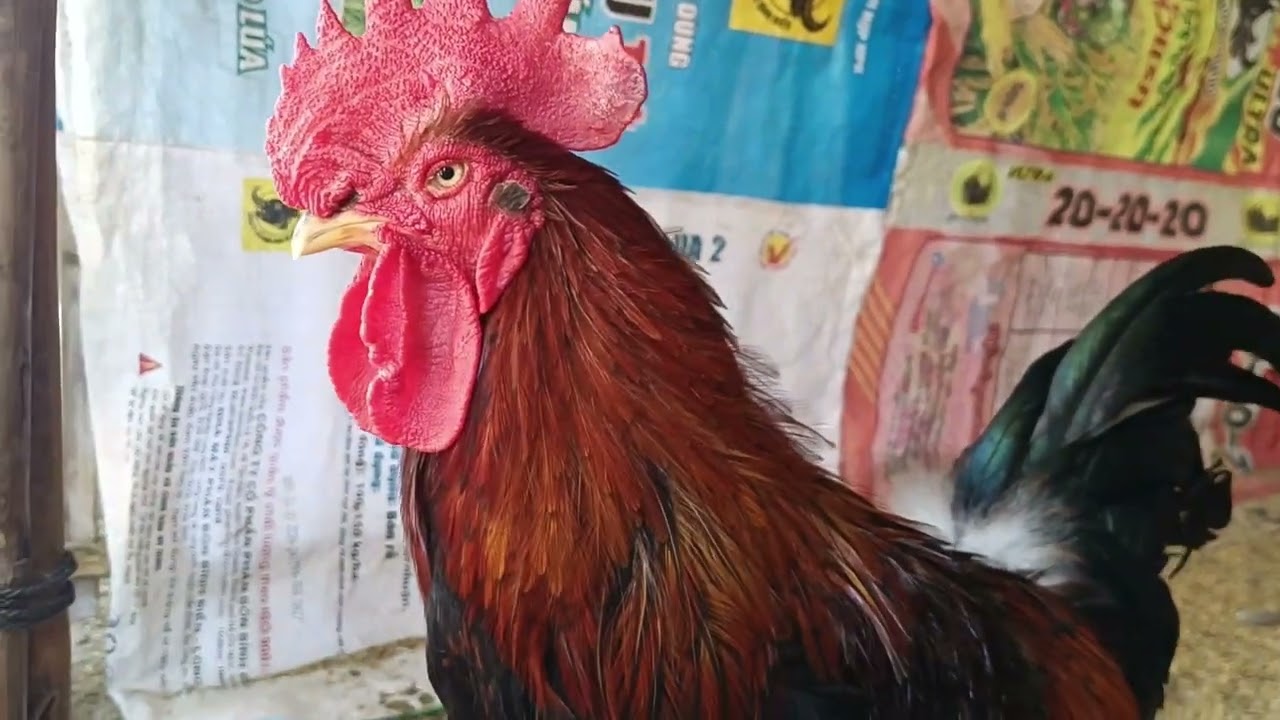 Daily Life of My Chickens 🐔 | Big & Baby Chicks Growing Up | Part 5