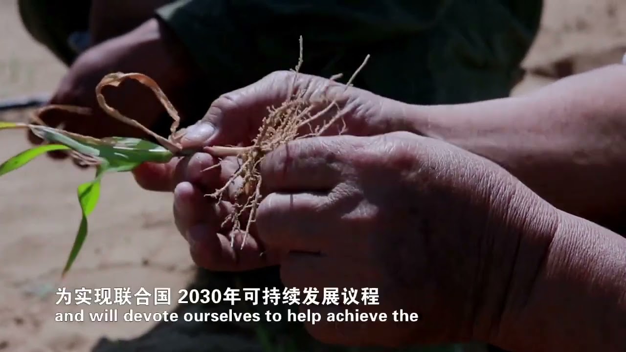 Juncao Grass Technology Supported By The UN as a Solution To Desertification.