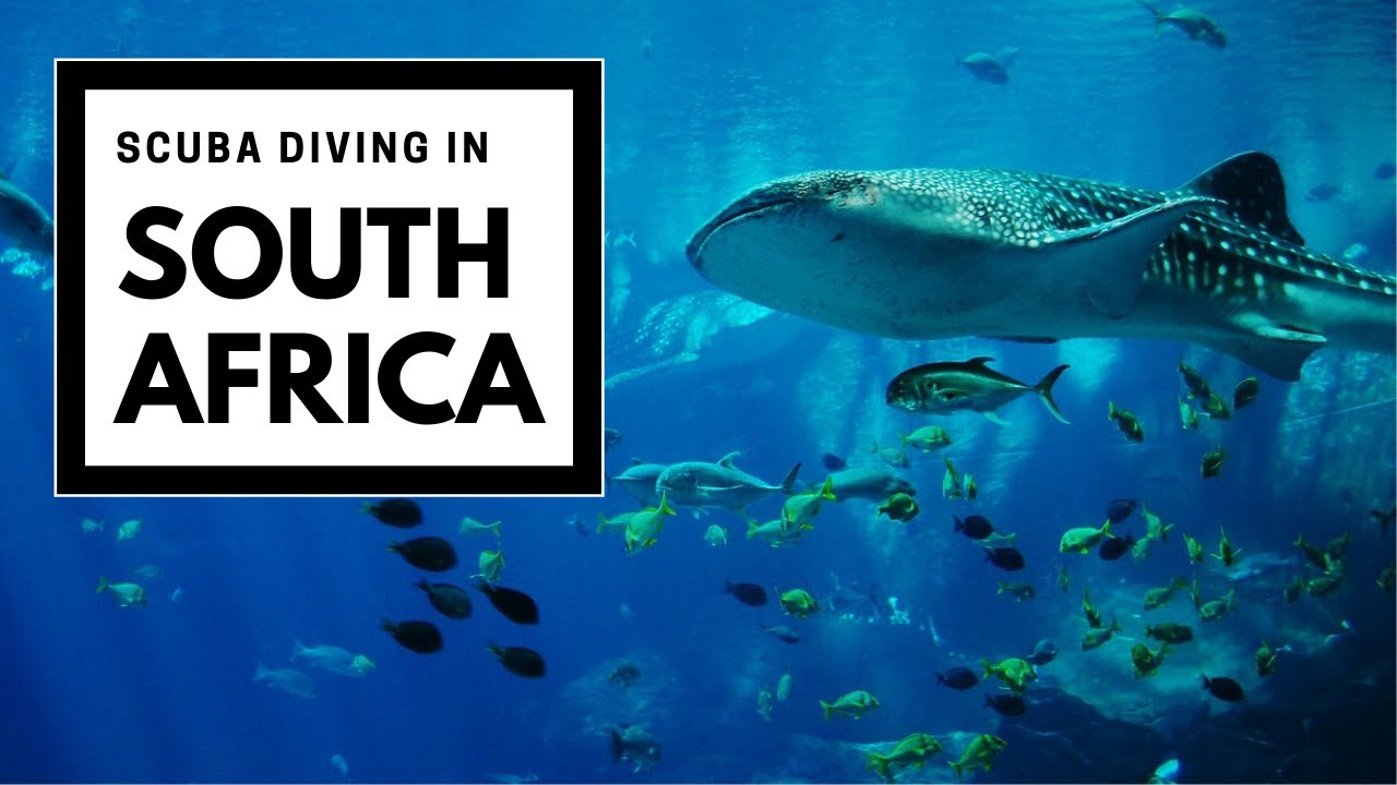 SCUBA DIVING in South Africa