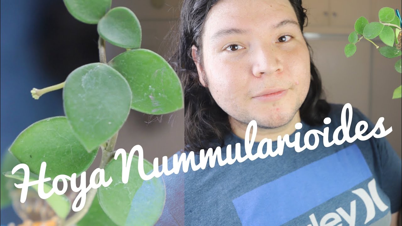 HOYA NUMMULARIOIDES | Second Chances