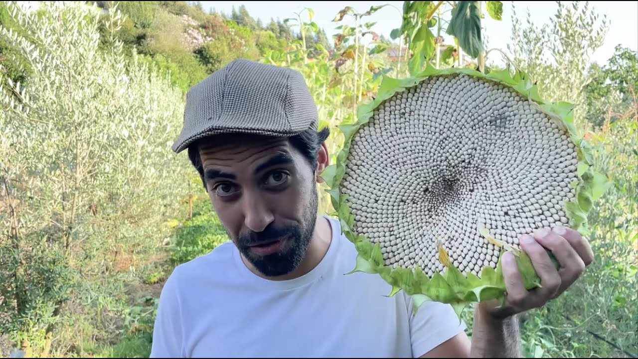 Como e Quando colher girassol – Possíveis Soluções com David Vale