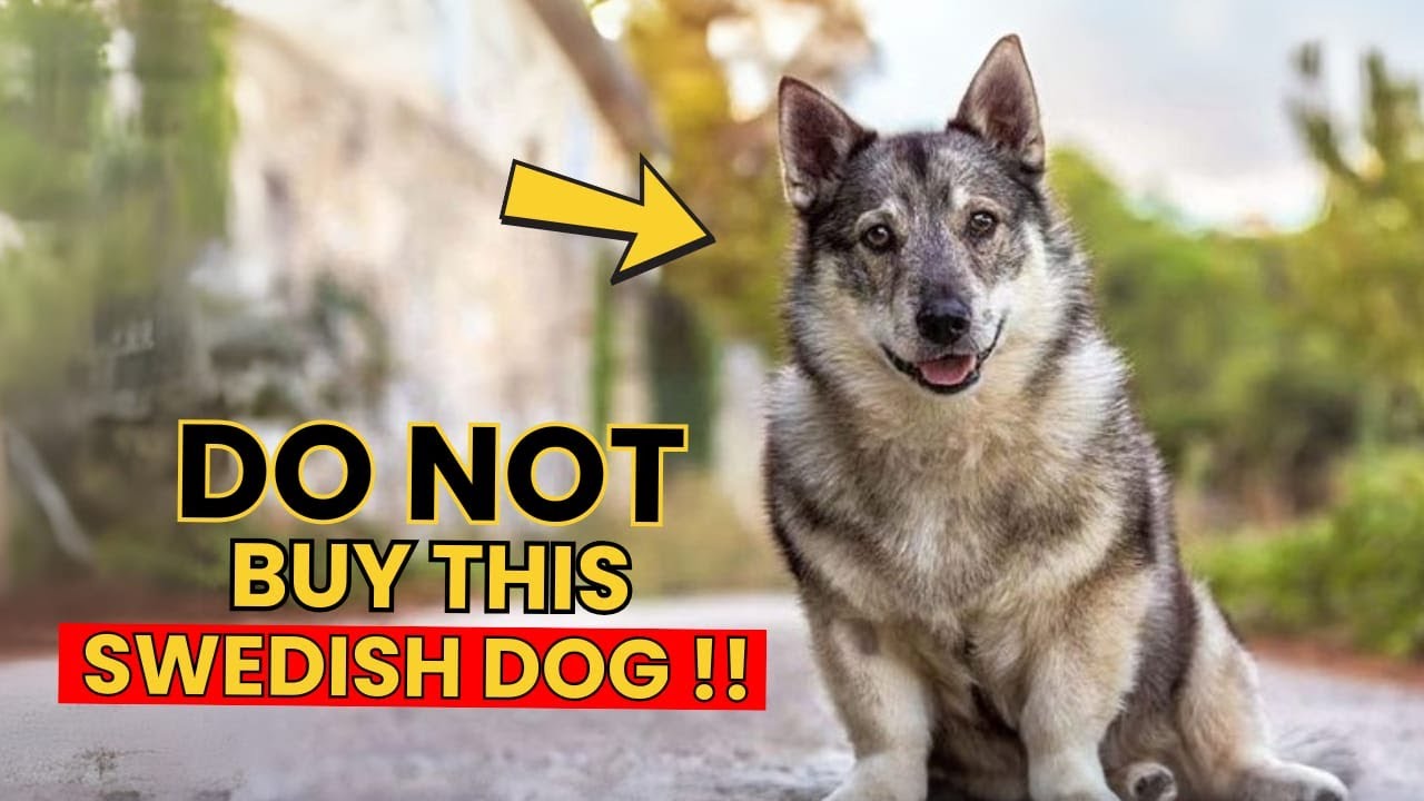 7 Things to Consider Before Getting a Swedish Vallhund