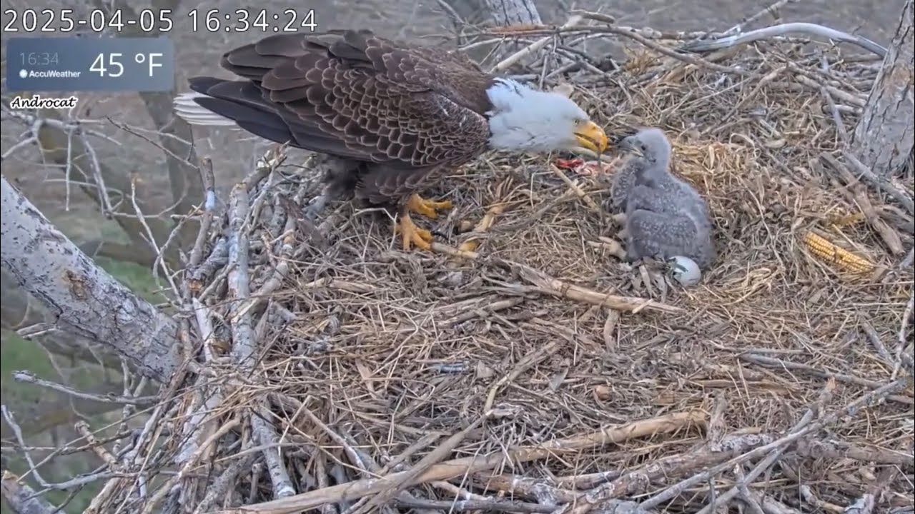 Kansas Eagles 4-5-25. Harvey & Ellie Keep Kanza's Crop Full with Leftovers; Family Time Before Dark!