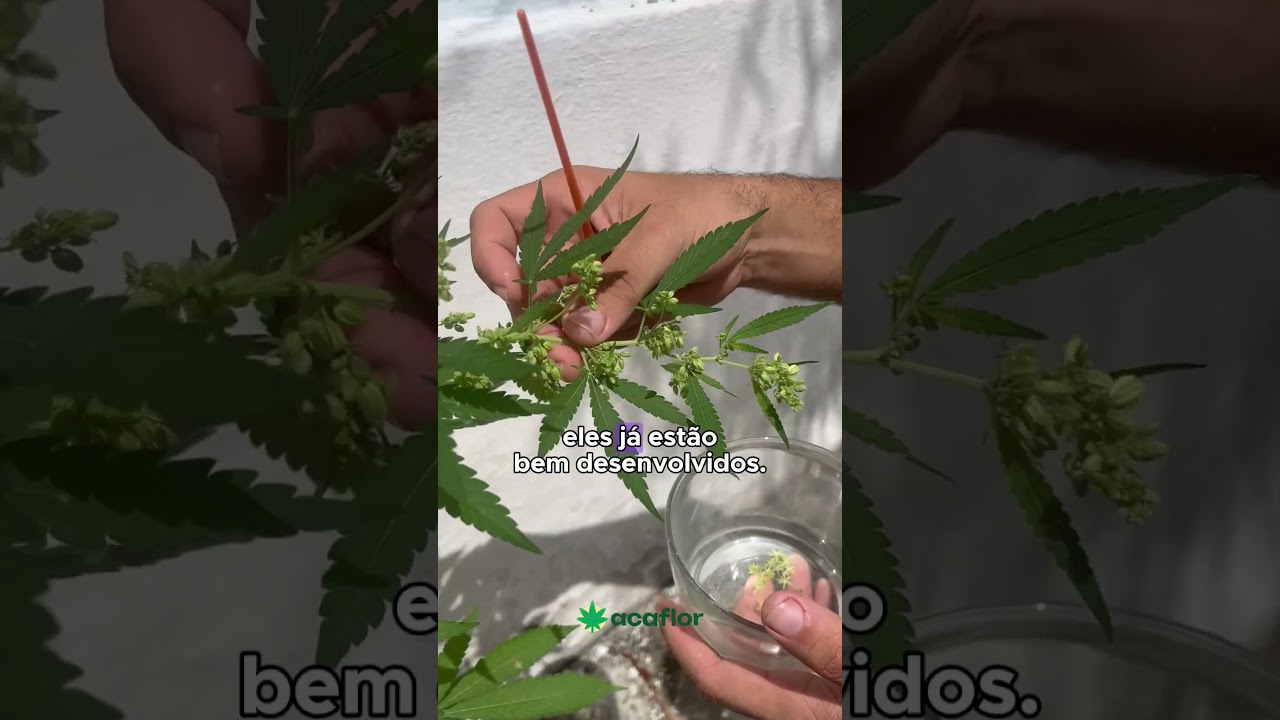 Coleta do p&oacute;len na cannabis | ACAFLOR - Associa&ccedil;&atilde;o Can&aacute;bica Florescer