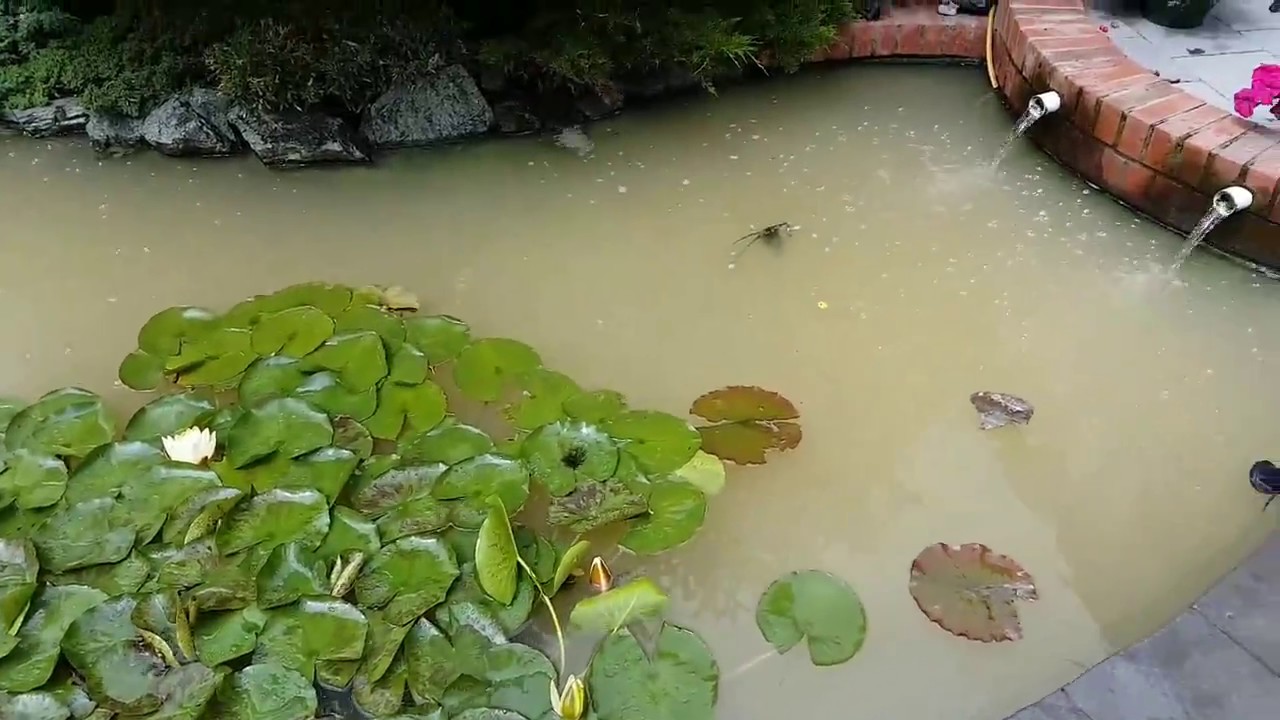 My Trickle Filter & Has The Algae Gone