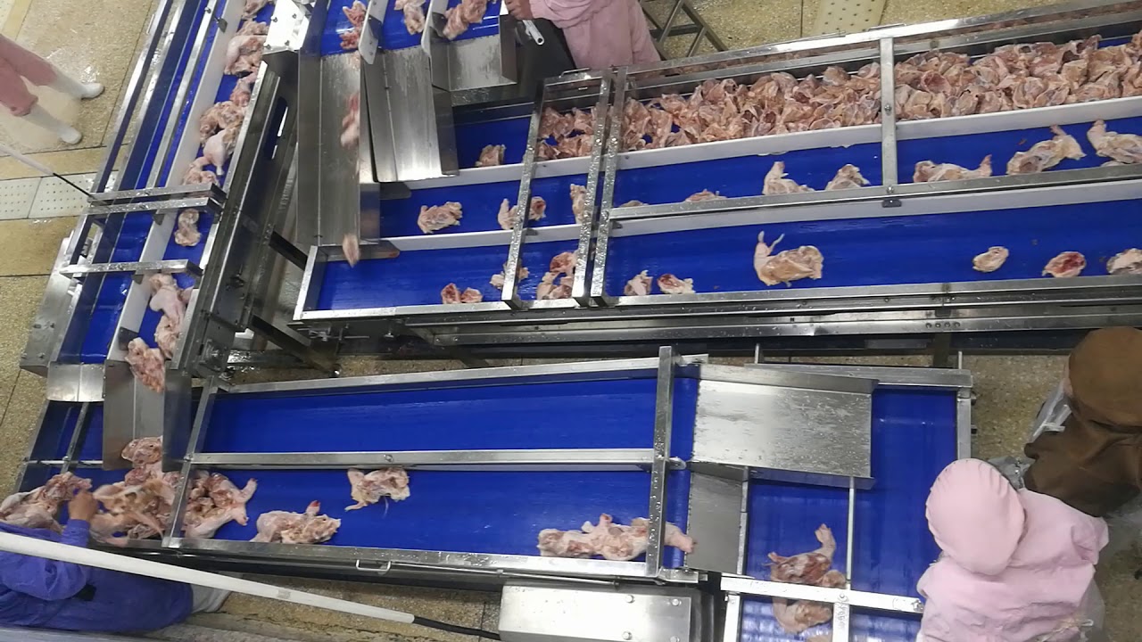 Blet conveyor in Poultry processing plant