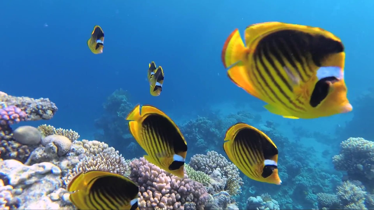Grand Oasis Resort Reef, (Гранд Оазис кораловый риф) Sharm El Sheikh, Yi 4k
