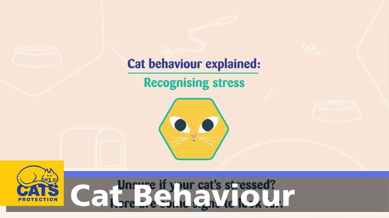Recognising stress in your cat | Cat behaviour explained ep2