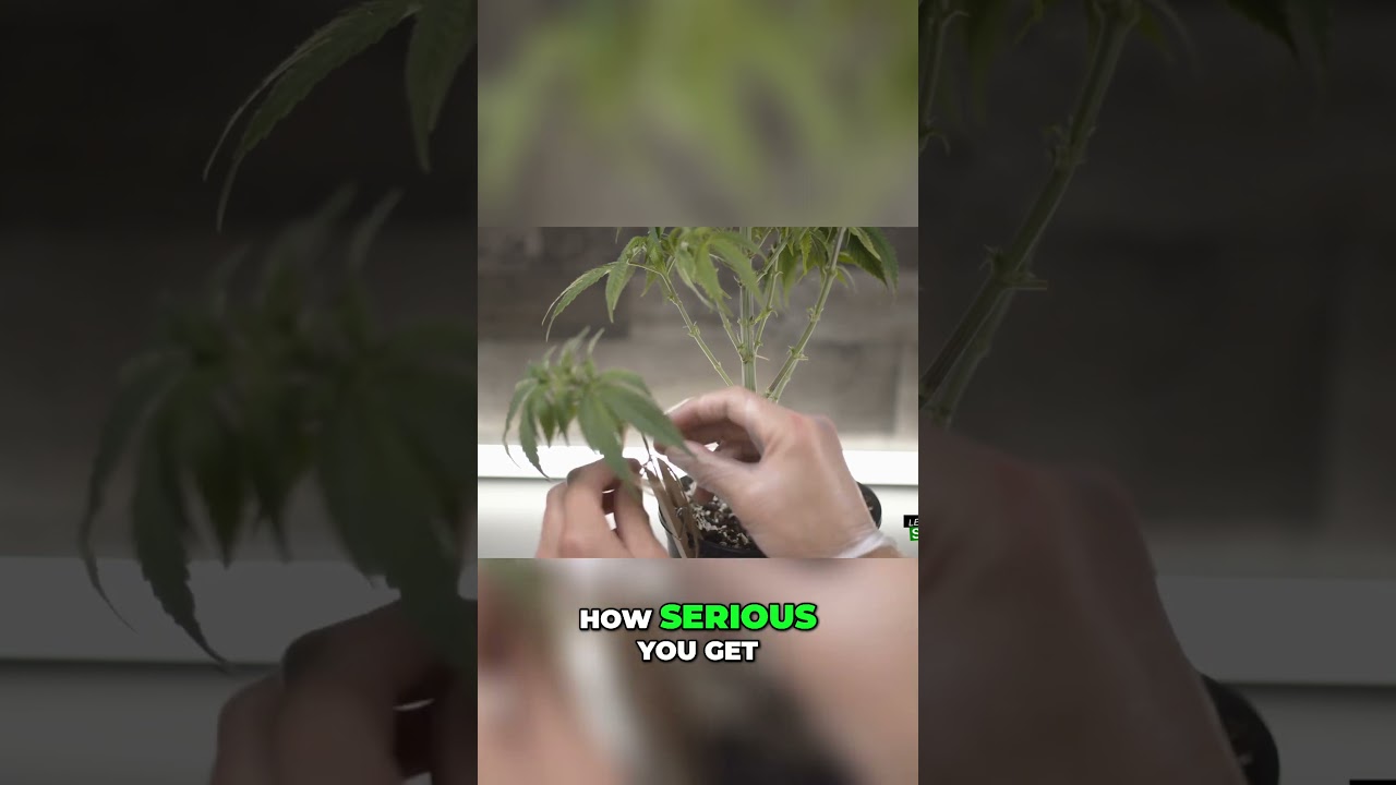 Unlock HUGE Plant Yields - Simple Low Stress Training Secrets!