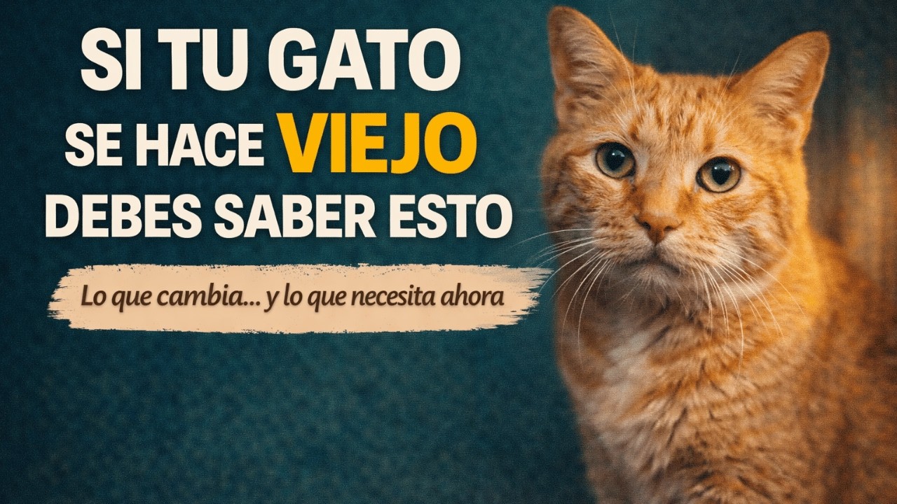 Si tu gato se hace viejo debes de saber esto