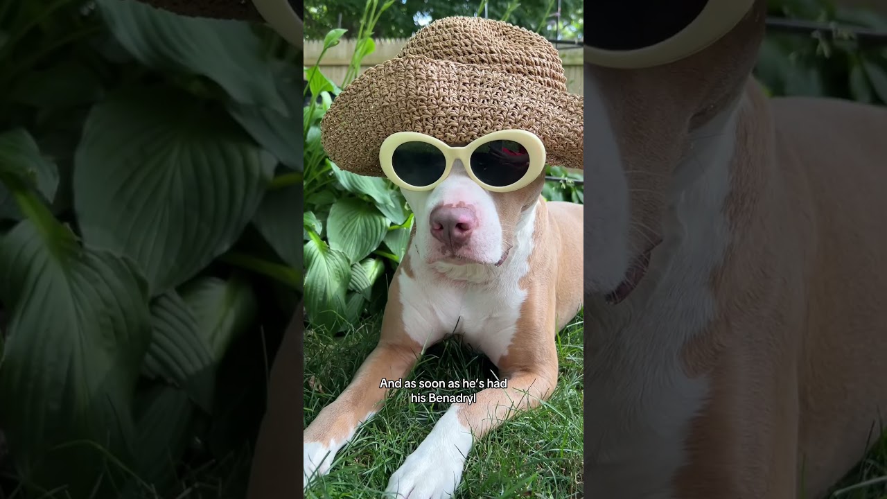 Лучше будьте осторожны 🤭🤭 #dogfluencer #rescuedog #funnydog #dogobsessed #pitbull #pittie
