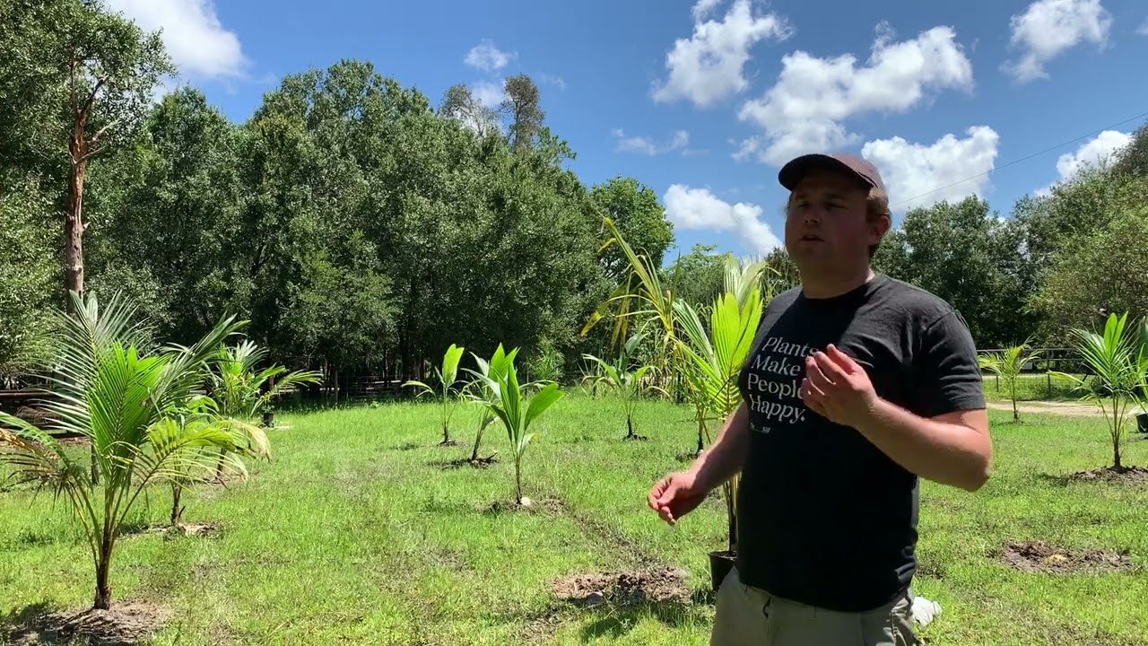 Starting a Palm Tree Farm Nursery Business
