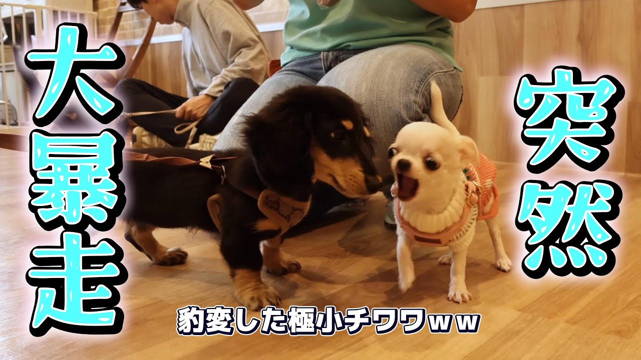 パピー教室でガッタガタに震えていた極小チワワが突然豹変して全員騒然ｗｗ