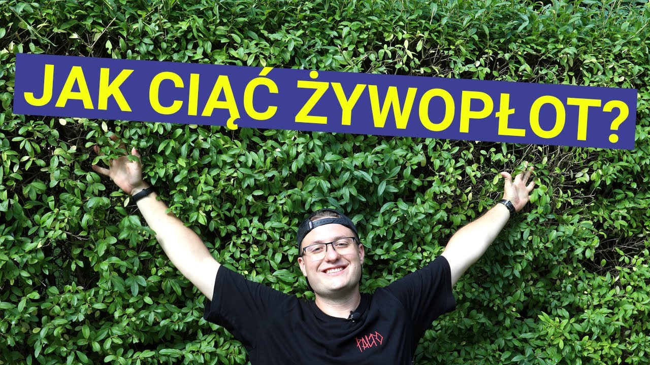 Jak Ciąć Żywopłot? Ligustr Pospolity na Żywopłot Liściasty!🌳✂️🌳