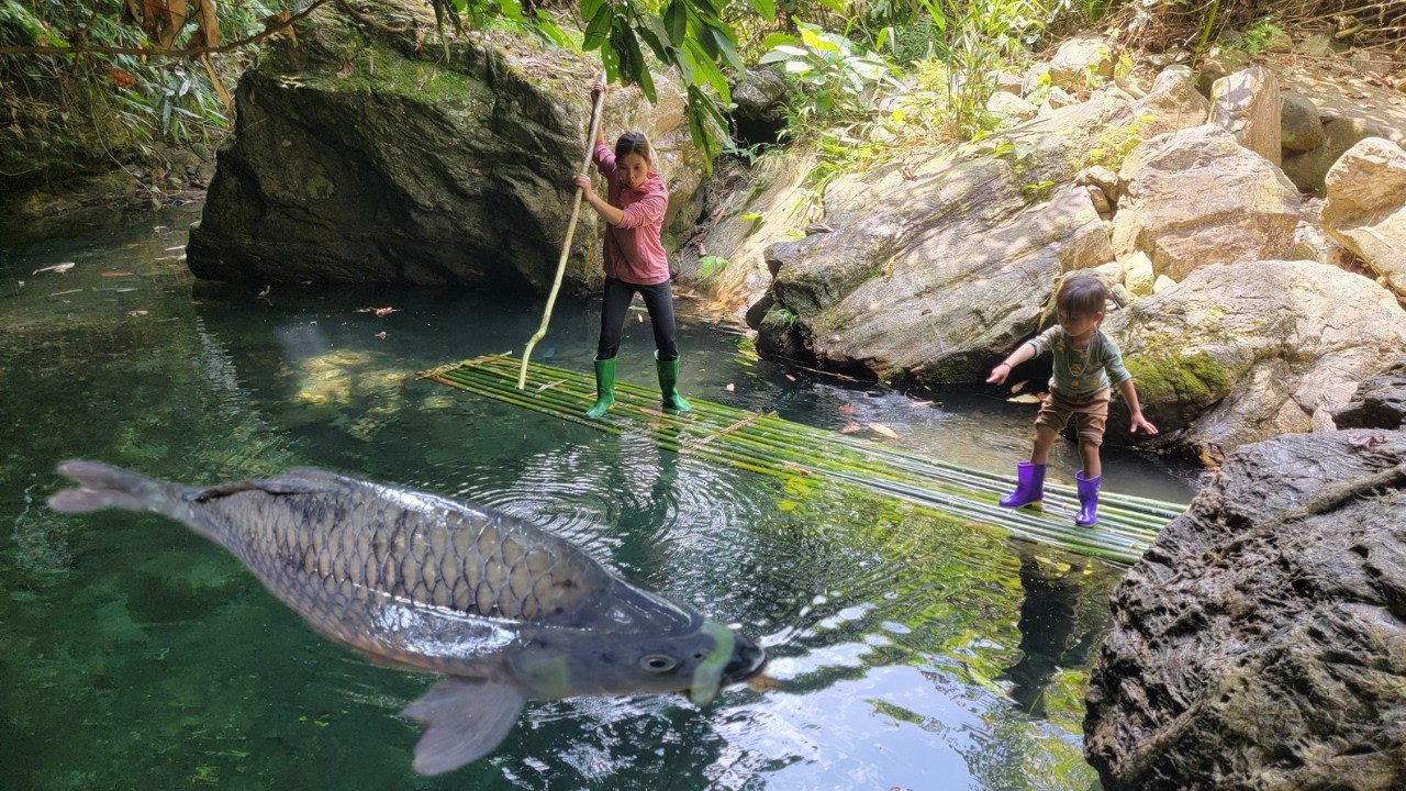 full video: Meet giant fish in the wild. Primitive fish catching skills. Caught many giant fish