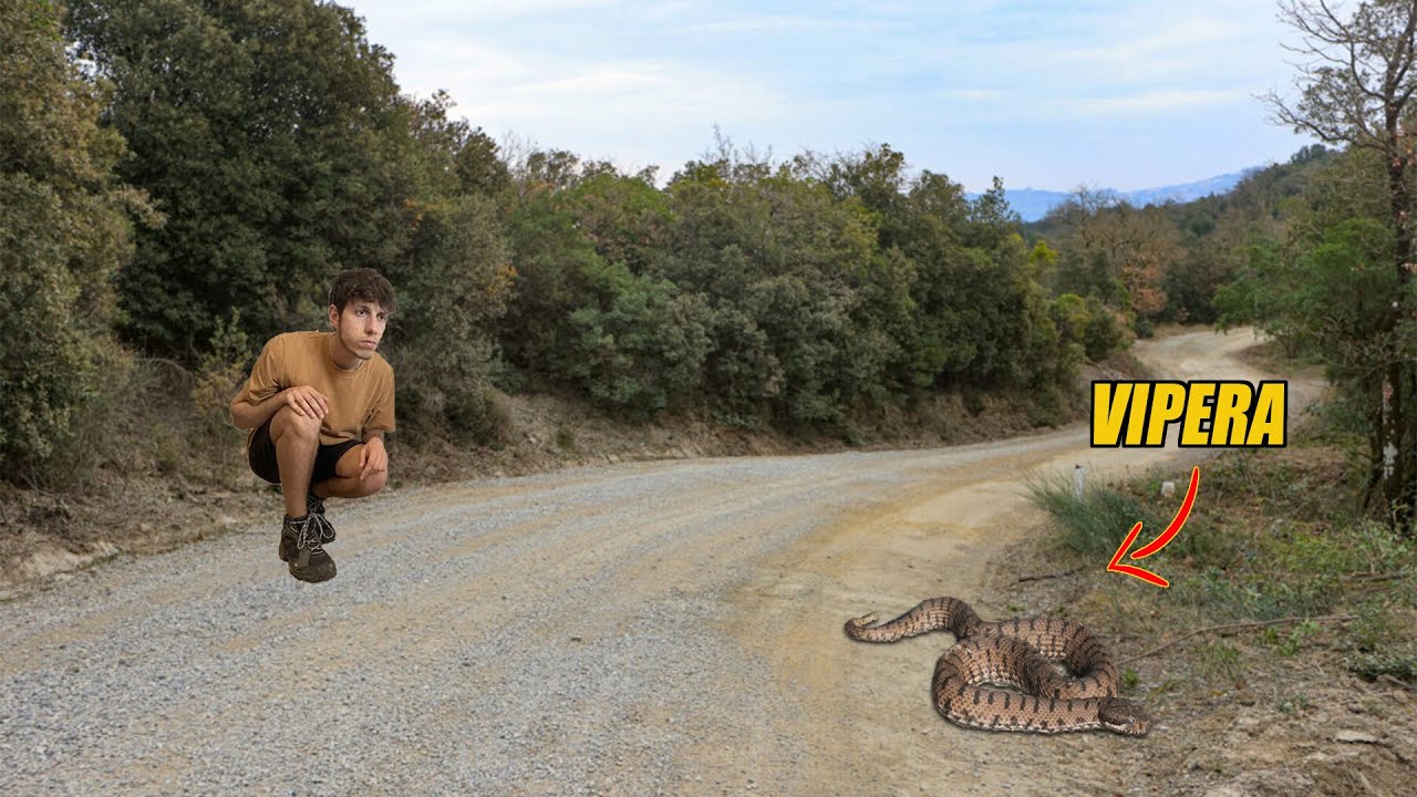 Faccia a faccia con una VIPERA, cosa NON FARE