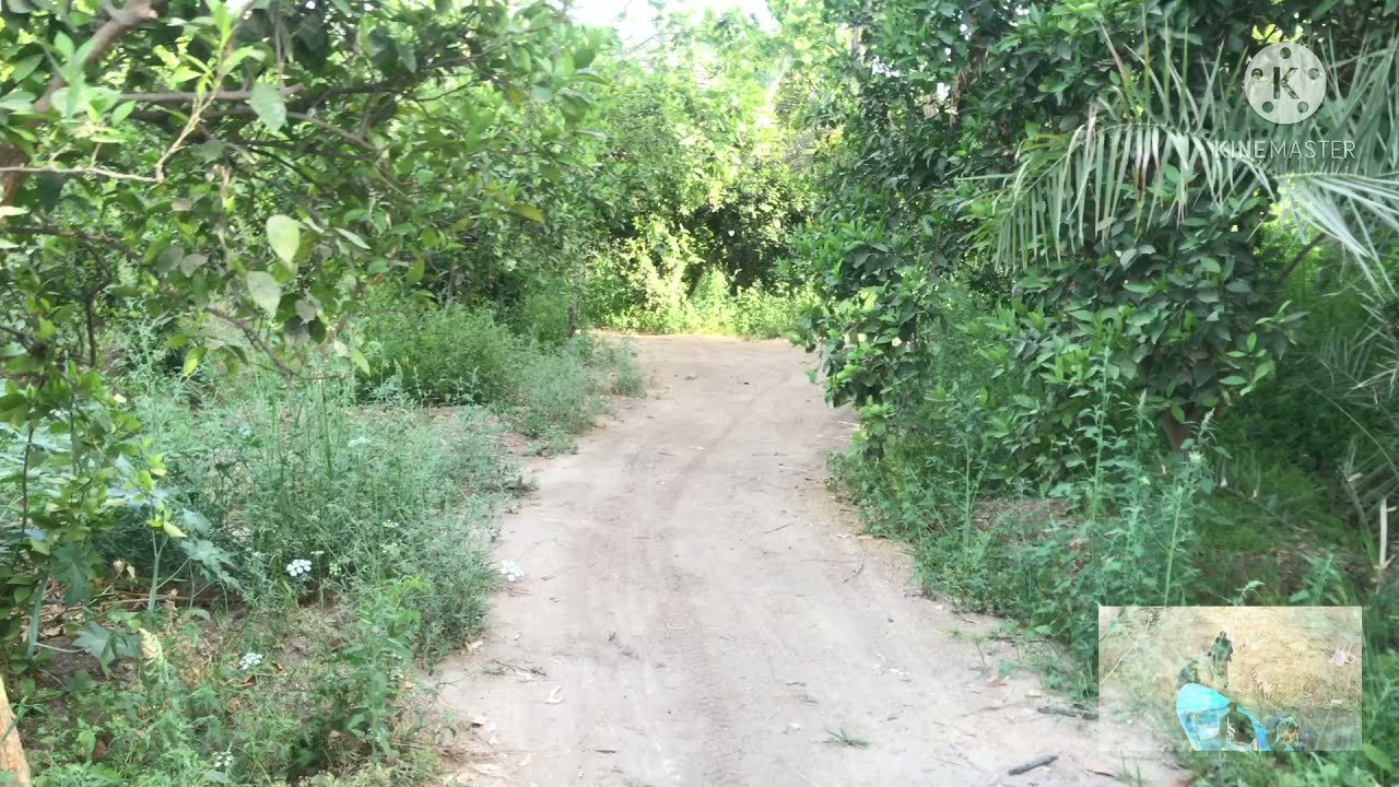 بساتين محافظة ديالى (العراق)