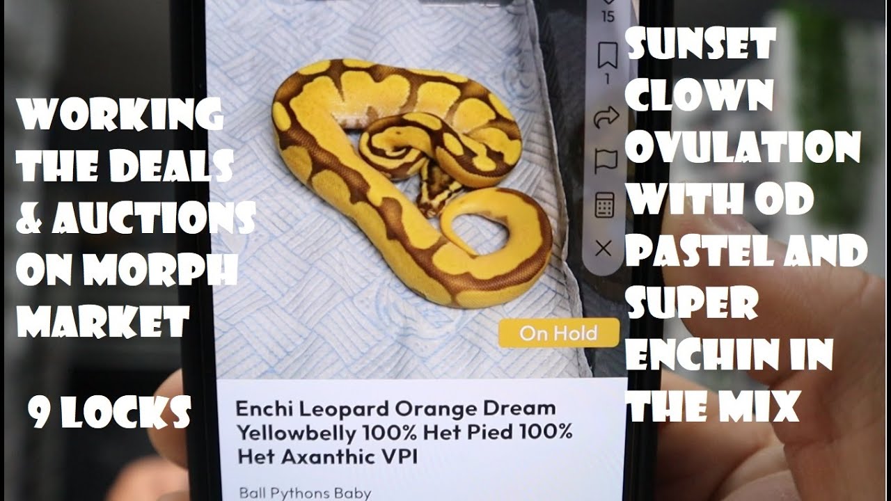 КАК ПОЛЬЗОВАТЬСЯ АУКЦИОНАМИ И СДЕЛКАМИ - MORPH MARKET, SUNSET CLOWN OVULATION И OD ENCHI LEO VPI ...