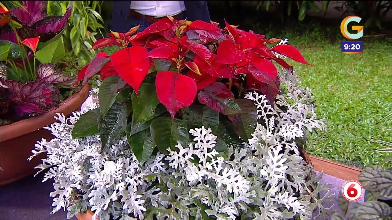 Aprenda a combinar hojas y flores en una maceta
