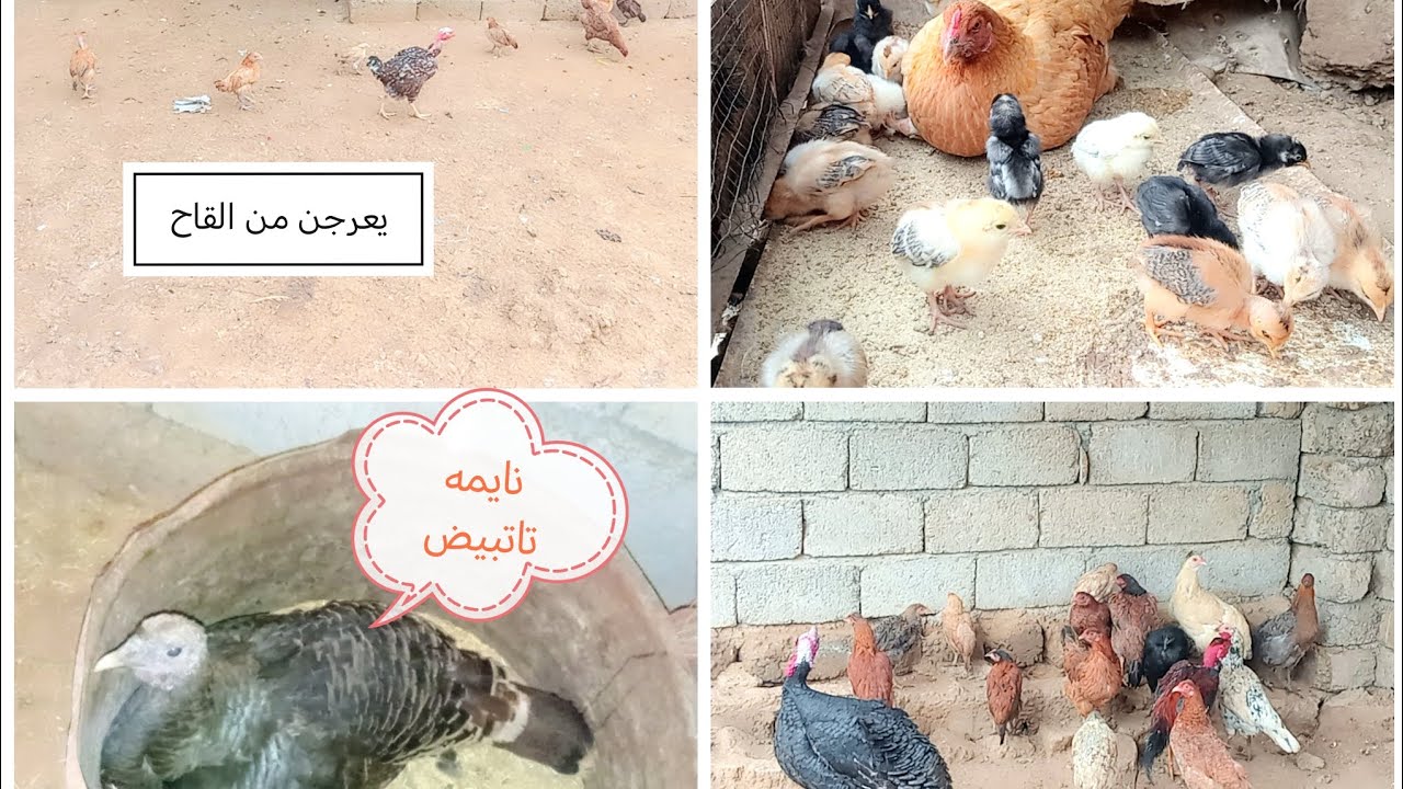 تم تلقيح الدجاج و الكتاكيت +بدن يكركن الدجاجات+لايك واشتراك