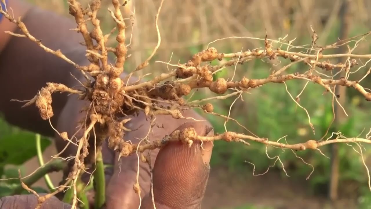 Nematodos agalladores: Como prevenirlos y eliminarlos