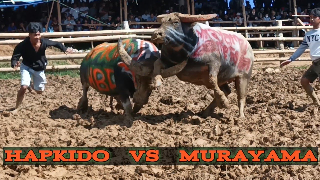 TANDUK KEKUATAN SUPER ‼️ Tedong Silaga Hapkido vs Murayama Arena Tallunglipu . Tradisi Adu Kerbau