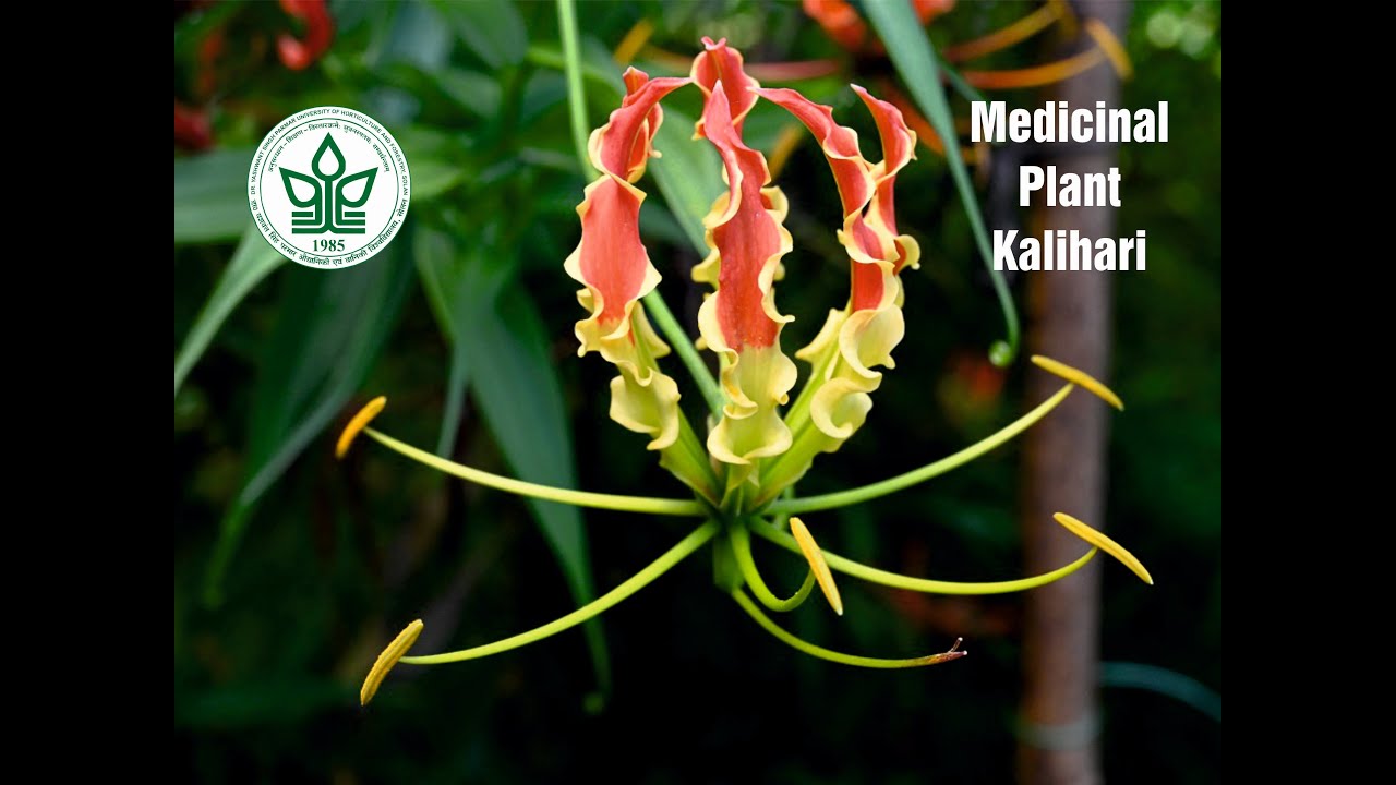Medicinal plant Kalihari | cultivation | Dr YS Parmar University of Horticulture and Forestry, Nauni